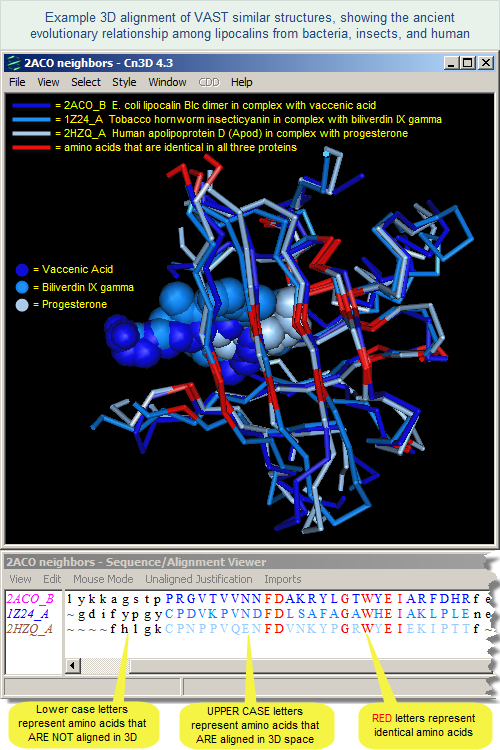 Example 3D alignment of VAST similar structures, showing the ancient evolutionary relationship among lipocalins from bacteria, insects, and human. Click on the image to open the interactive 3D alignment in the free Cn3D program. Please note that Cn3D must be installed in your computer in order for the file to open.
