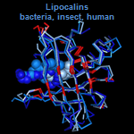 Example 3D alignment of VAST similar structures, showing the ancient evolutionary relationship among lipocalins from bacteria, insects, and human. Click on the image to view the enlarged, annotated version at the bottom of this page.