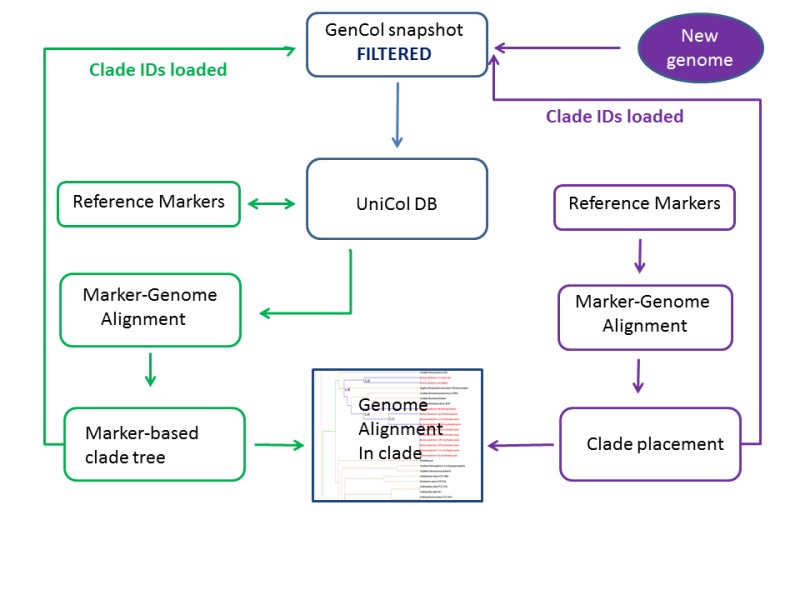 Figure 2. . Calculating genome groups (clades) using universally conserved clusters.