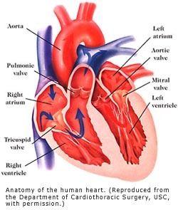 Image heart.jpg