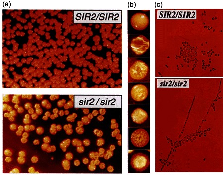 Phenotypic switching in the yeast Candida albicans can be controlled by a SIR2 gene.