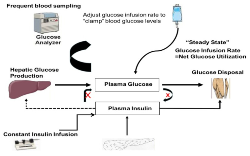 Figure 2. . Schematic representation of the “steady state” dynamics of glucose and insulin during an euglycemic hyperinsulinemic glucose clamp.