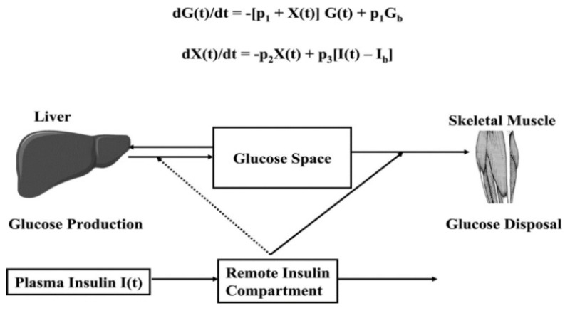 Figure 3. . Schematic, equations, and parameters for the minimal model of glucose metabolism.