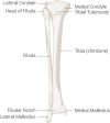 Inferior Leg Bones