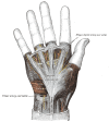 Hand Ligaments and Fascia