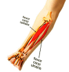 Anterior Forearm Compartment Muscles