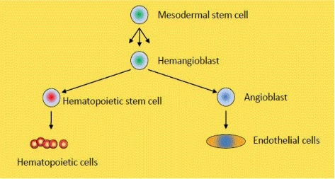 FIGURE 1.1. Origin of endothelial cells and hematopoietic cells [14].