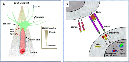 FIGURE 1.5. Microanatomy of a capillary sprout and tip cell selection.