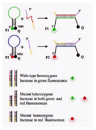 Figure 6. Molecular beacons for genotyping.