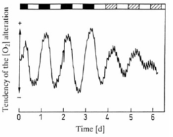 Figure 7. Circadian rhythm of respiratory activity in a colorless mutant of Euglena.
