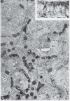 Figure 1. Appearance of the Golgi in cells from the mouse epididymus after impregnation with OsO4.