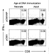 Figure 4. Typical CD8 T cell responses following a single DNA immunization.