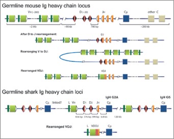 Figure 2. Comparison of Ig H chain genes in mouse and shark.