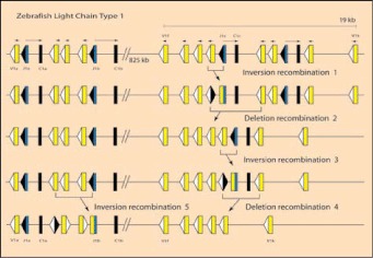 Figure 4. Organization of representative genes encoding zebrafish L chains.