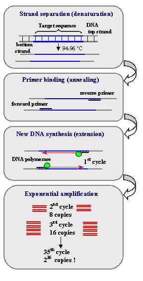 Principle of PCR